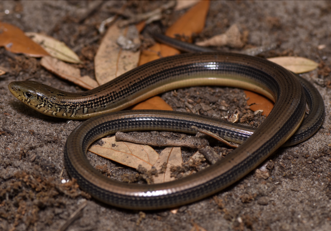 An Eastern Glass Lizard