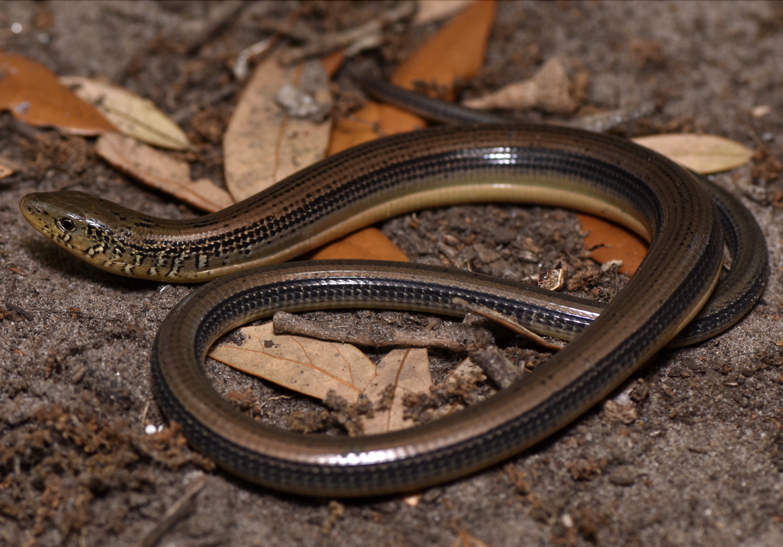 Meet the South’s Legless Wonders: Glass Lizards – Garden & Gun