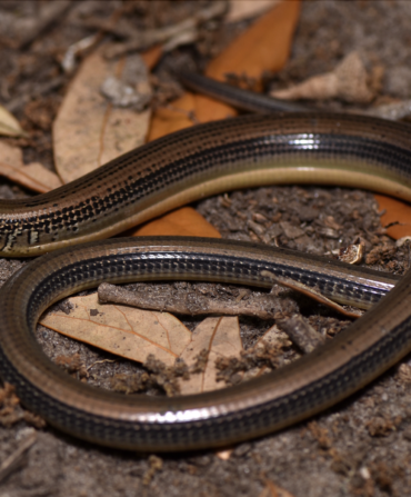 An Eastern Glass Lizard