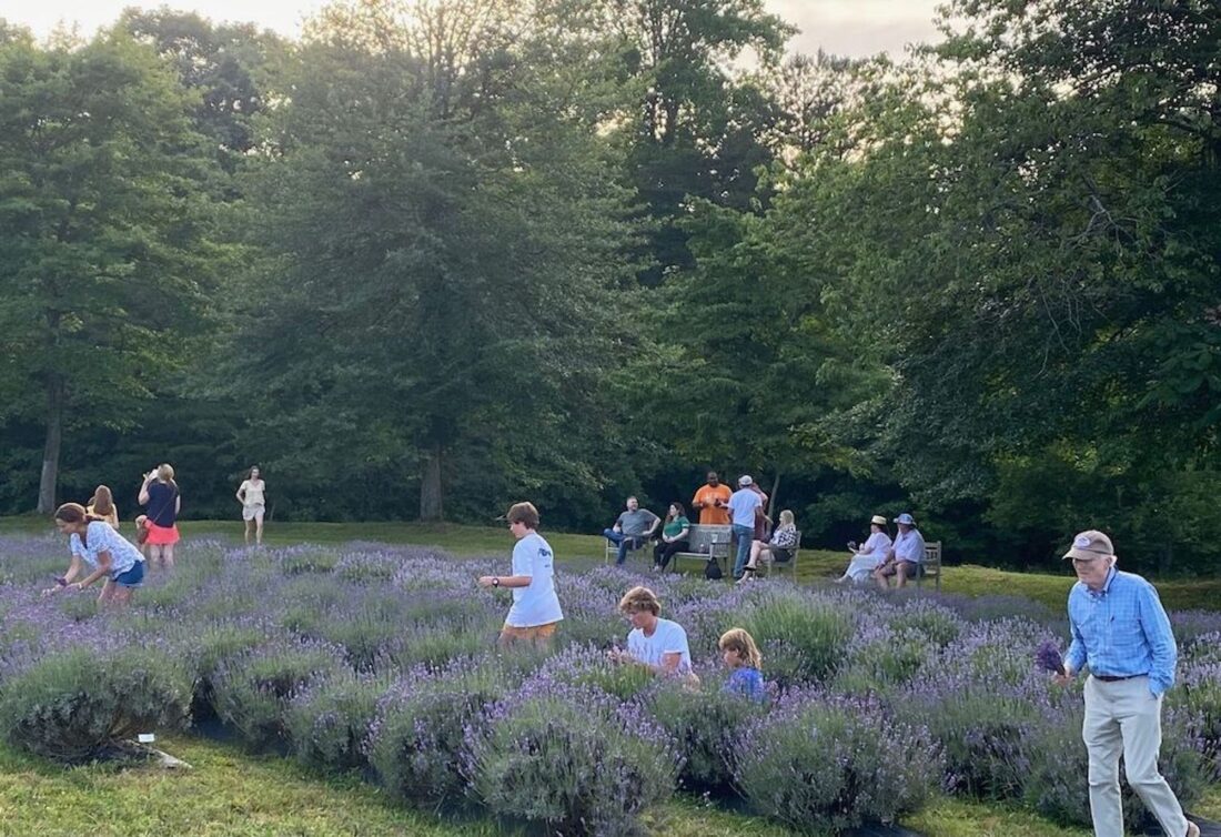 People harvest lavender.