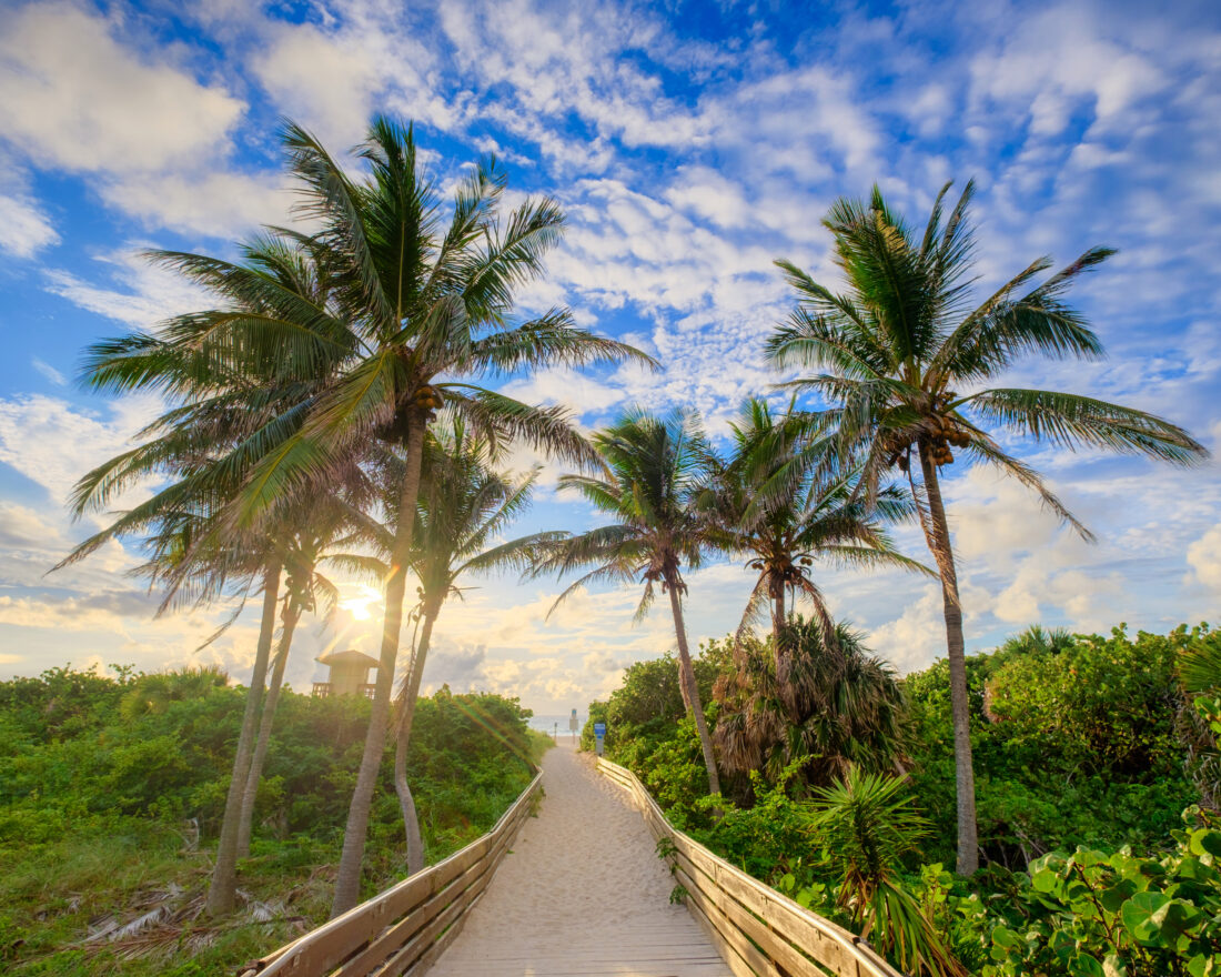 Palm trees lining a boardwalk