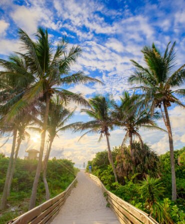 Palm trees lining a boardwalk