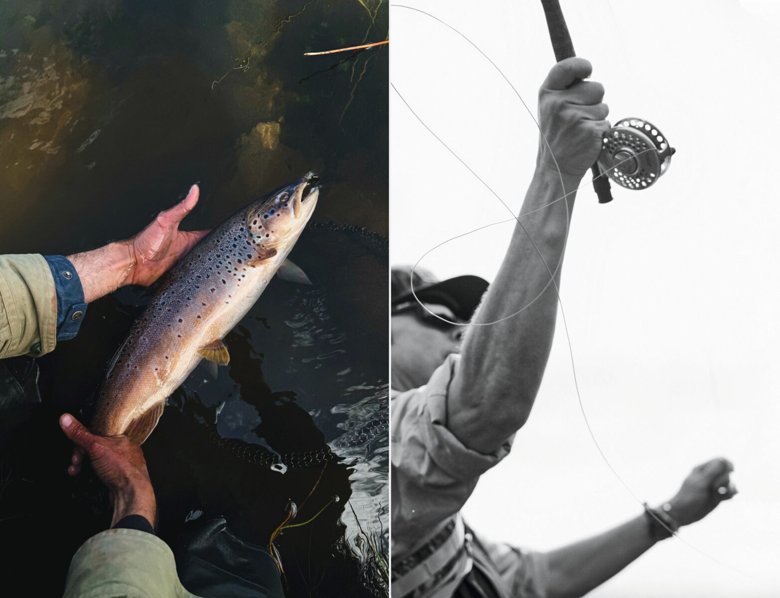 A brown trout in a hand;