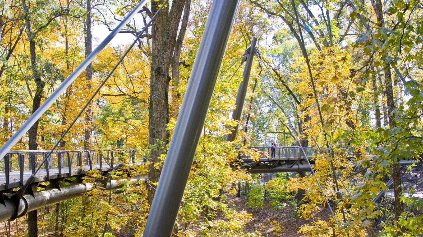 A group of trees whose leaves have turned yellow
