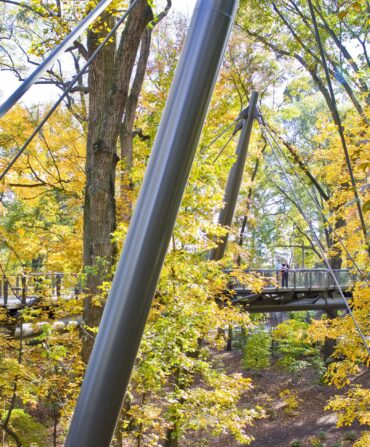 A group of trees whose leaves have turned yellow