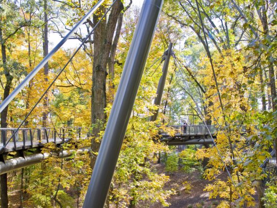 A group of trees whose leaves have turned yellow