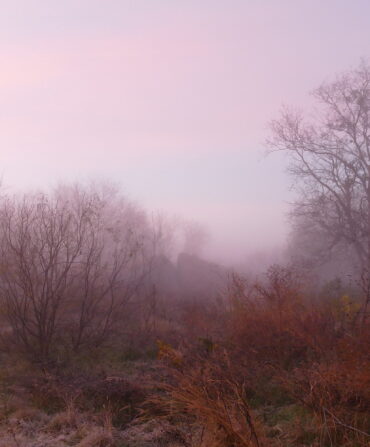 A foggy path