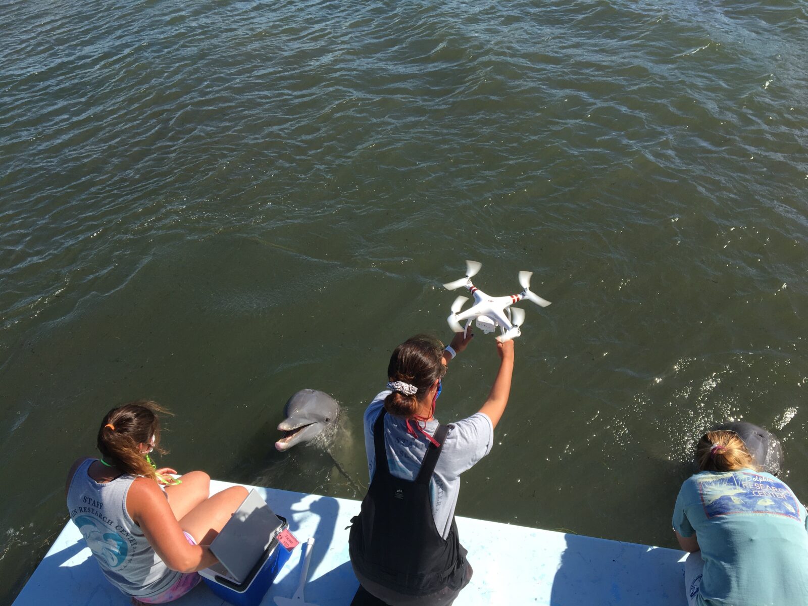 Dolphins approaching a platform while a drone flies over them.