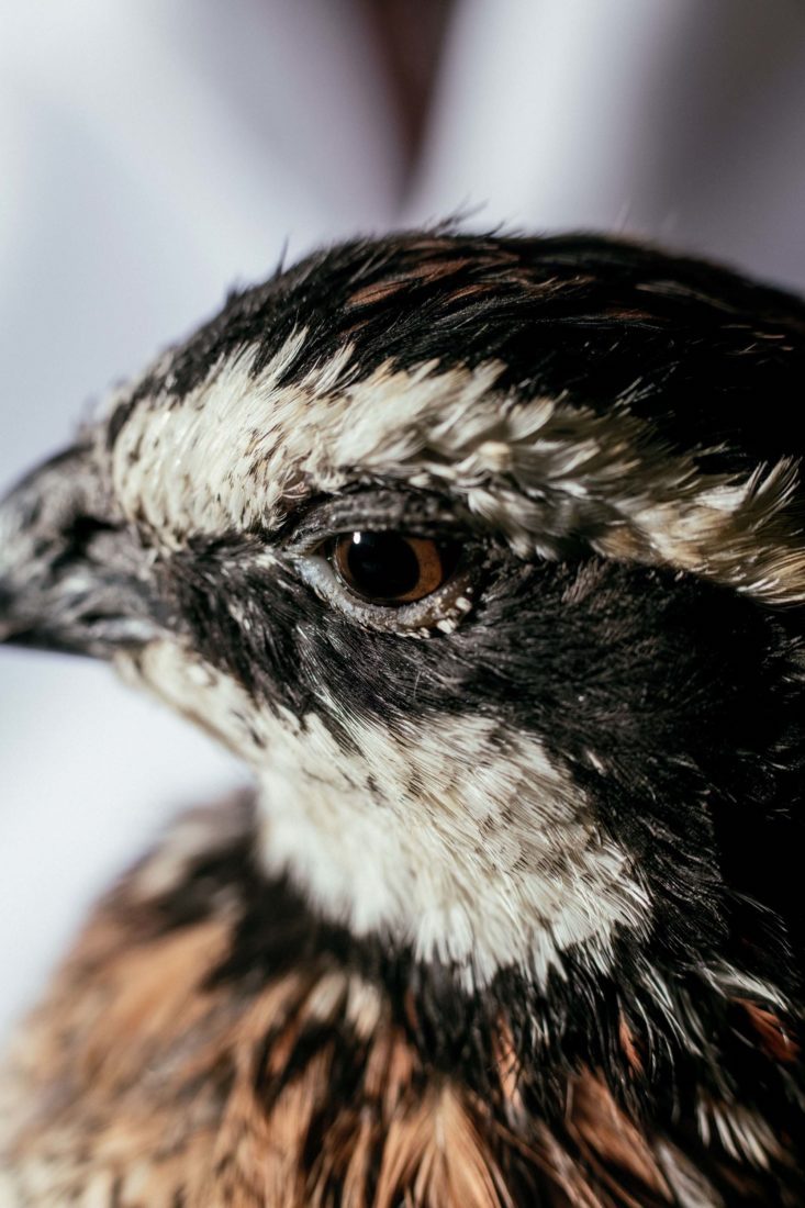 A Promising New Tool in the Fight to Conserve Bobwhite Quail – Garden & Gun