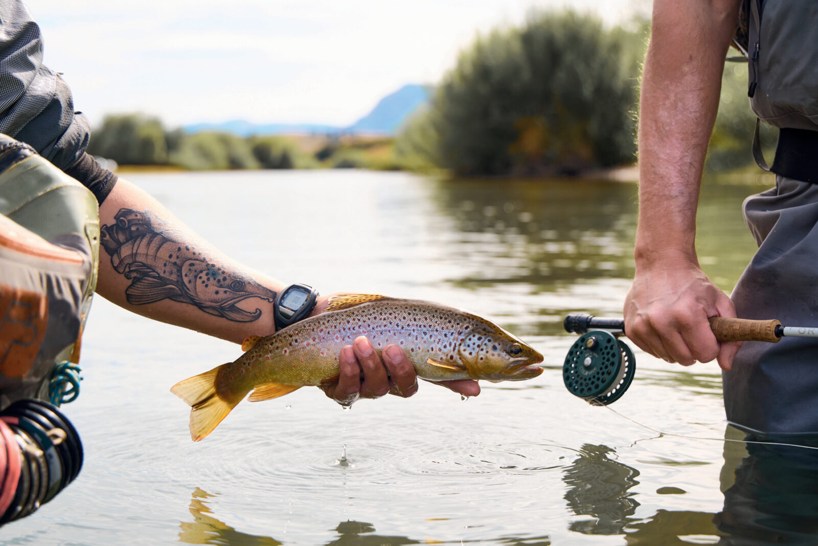 Hands hold a brown trout above a river