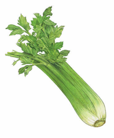 An illustration of a stalk of celery