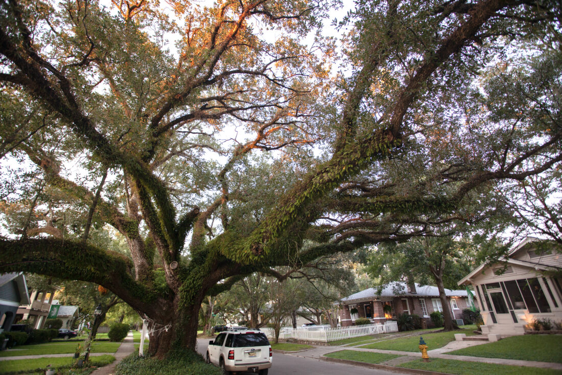 A neighborhood street with large trees