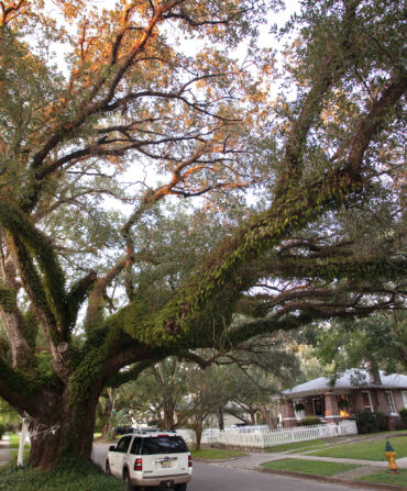 A neighborhood street with large trees