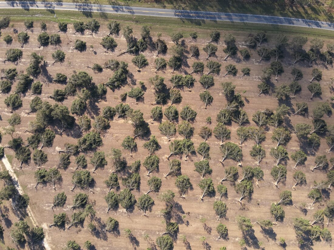 An aerial shot of pecan trees uprooted by Hurricane Helene.