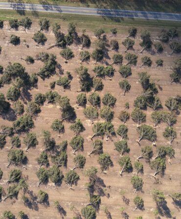 An aerial shot of pecan trees uprooted by Hurricane Helene.