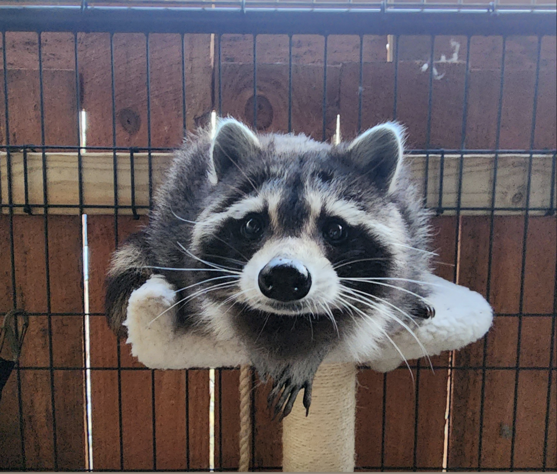 A raccoon sitting on a cat scratching post.