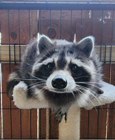 A raccoon sitting on a cat scratching post.