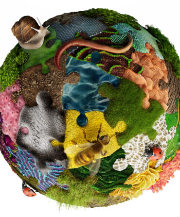 An illustration of a sphere with different insects on it. The sphere has textured nature-themed puzzle pieces.