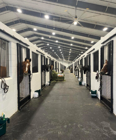 Horses in stalls in a barn