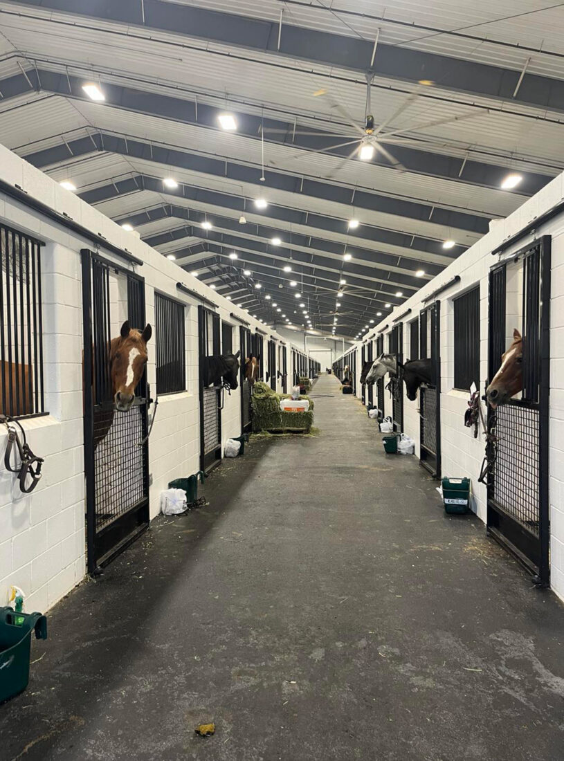 Horses in stalls in a barn