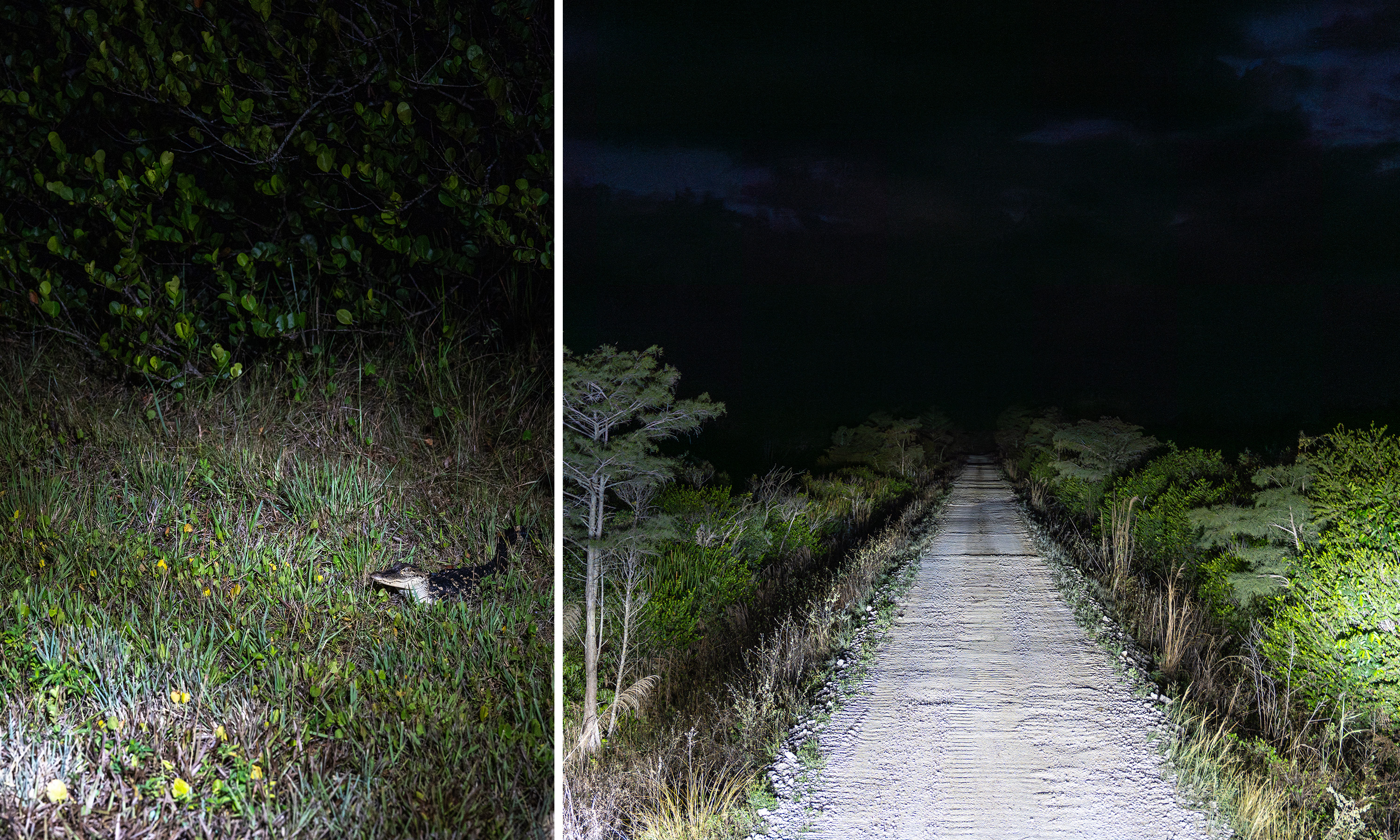 One photo of a small alligator in the grass and the other of a straight road leading into darkness