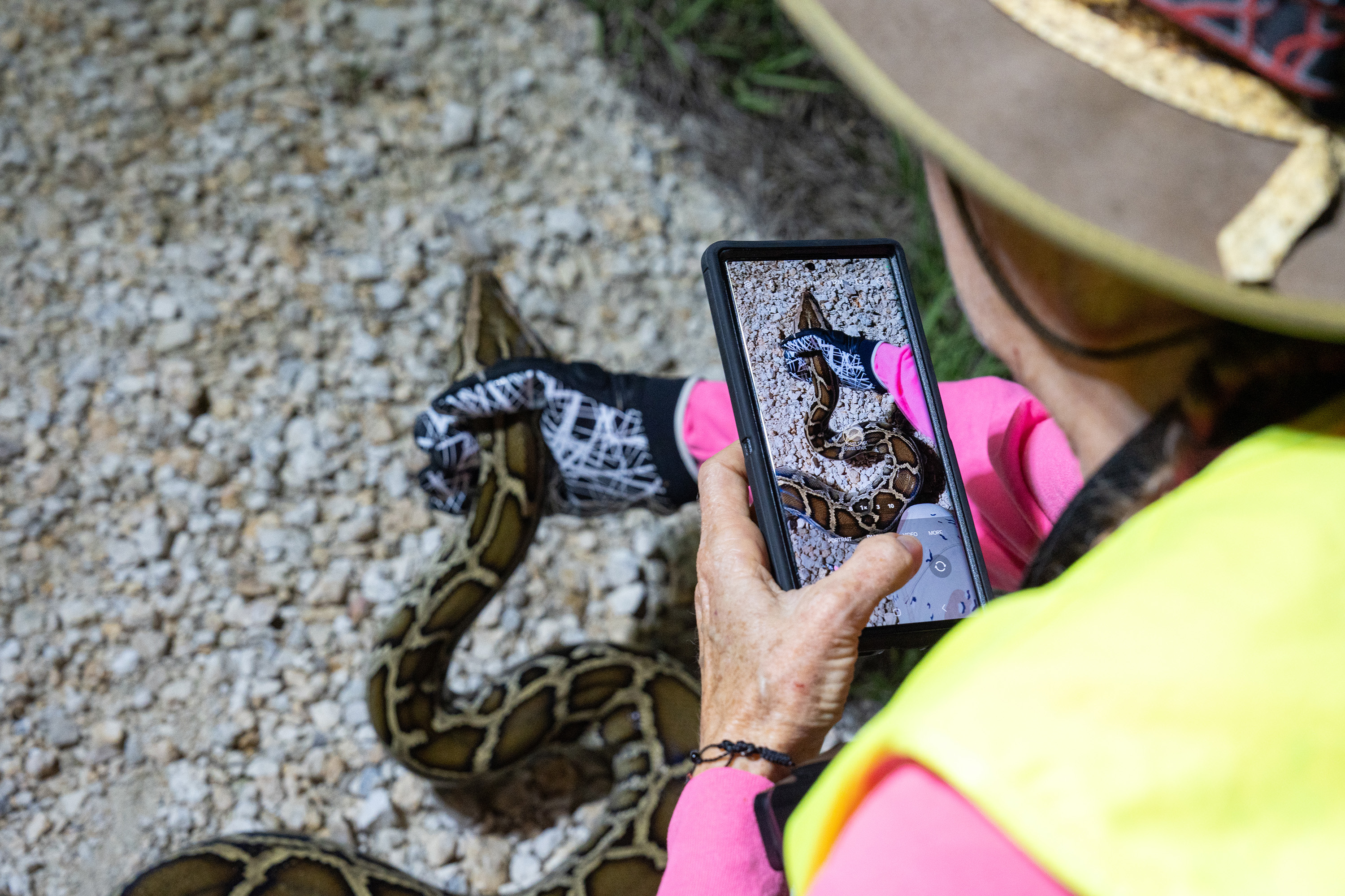 A woman uses a cellphone to take a photo of a captured python