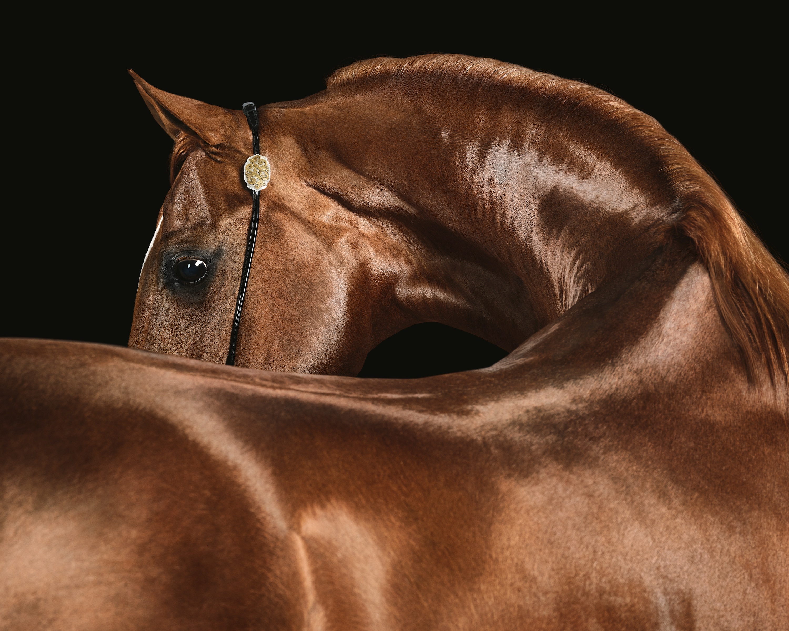 A red Arabian horse