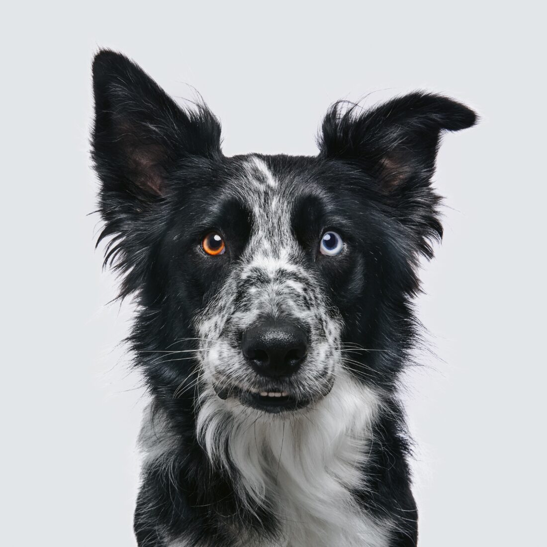 A portrait of a Border Collie