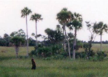 A dark furry ape like figure moves through a marshy landscape