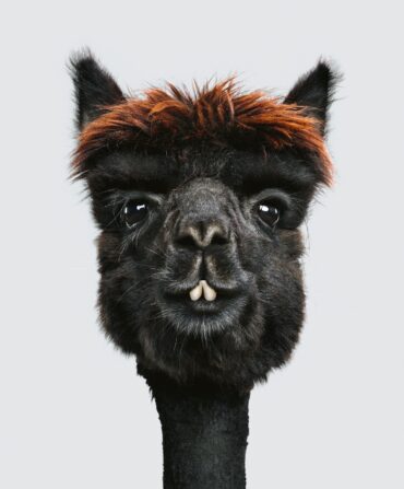 A portrait of a black alpaca