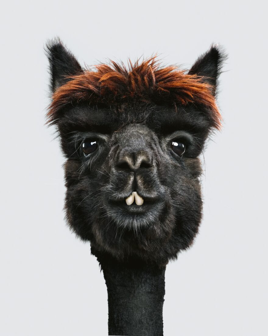 A portrait of a black alpaca