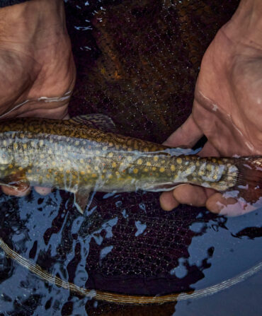 A pair of hands holds a brook trout