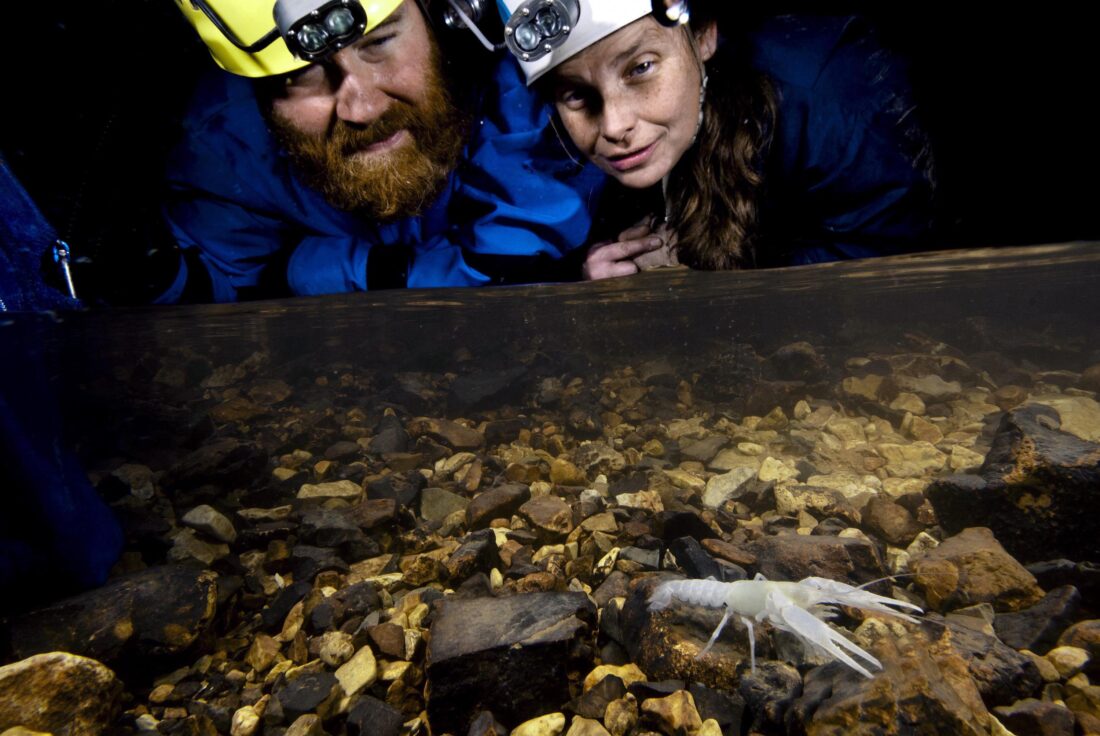 Two people in a cave look at a white crawfish underwater