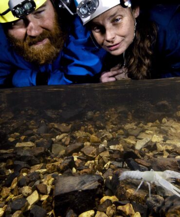 Two people in a cave look at a white crawfish underwater