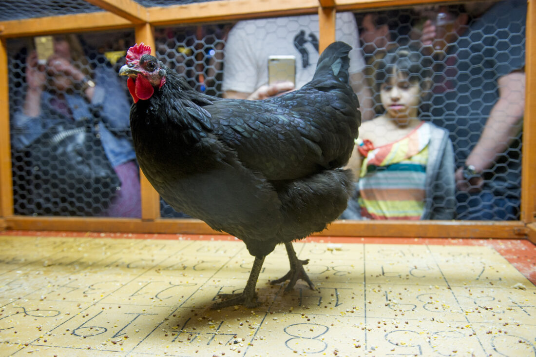 A chicken inside a cage walks on a bingo board