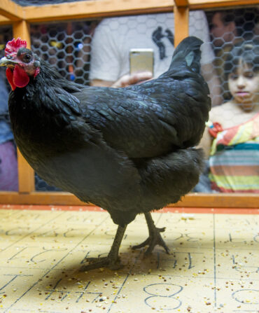 A chicken inside a cage walks on a bingo board