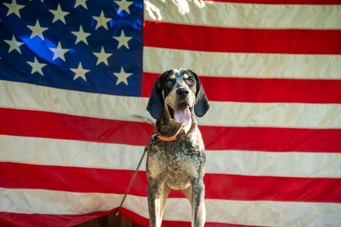 A Bluetick Coonhound in front of the American flag.