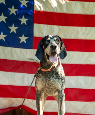 A Bluetick Coonhound in front of the American flag.