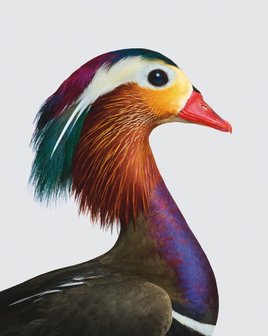 A portrait of a mandarin duck