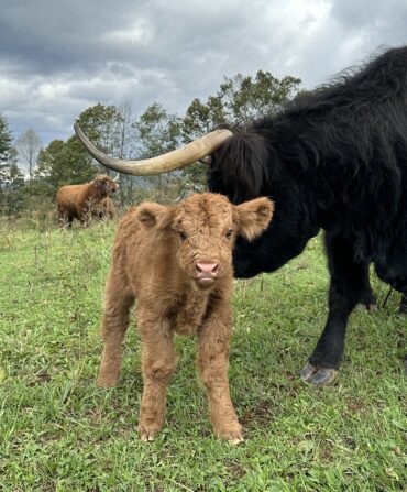 A Highland calf