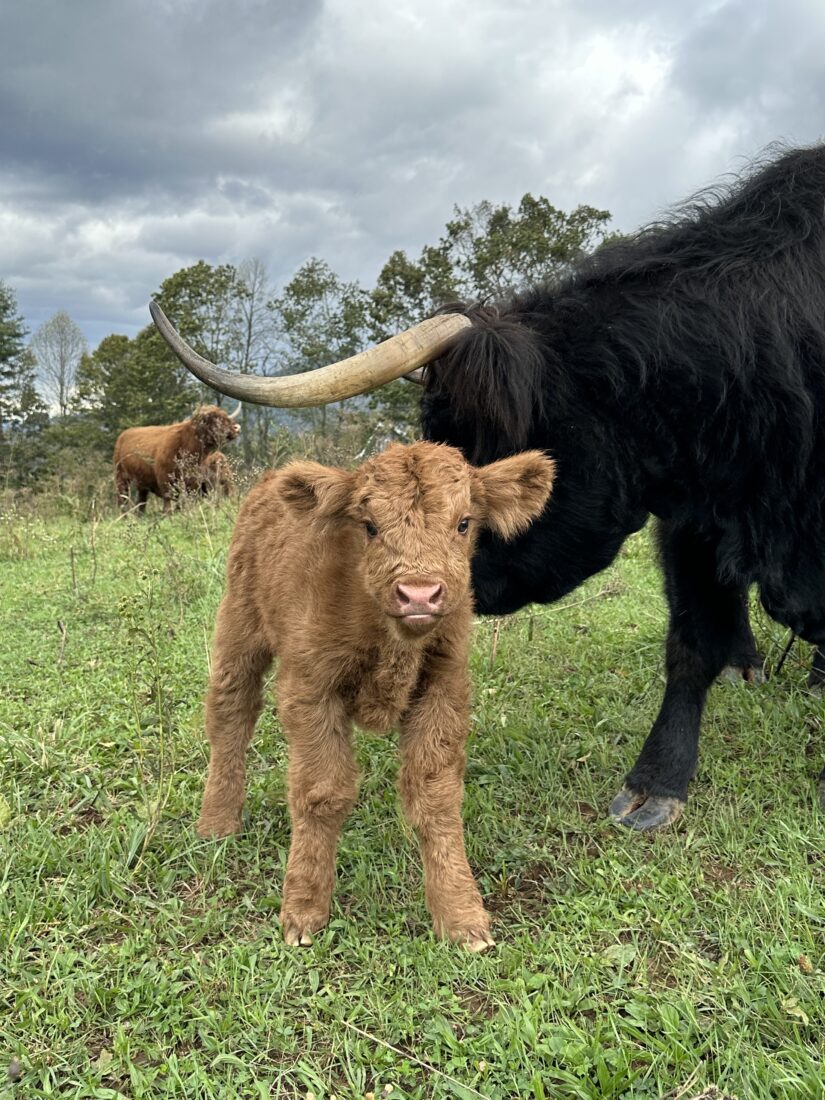 A Highland calf