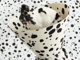 A Dalmatian wearing a decorative cone