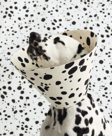 A Dalmatian wearing a decorative cone