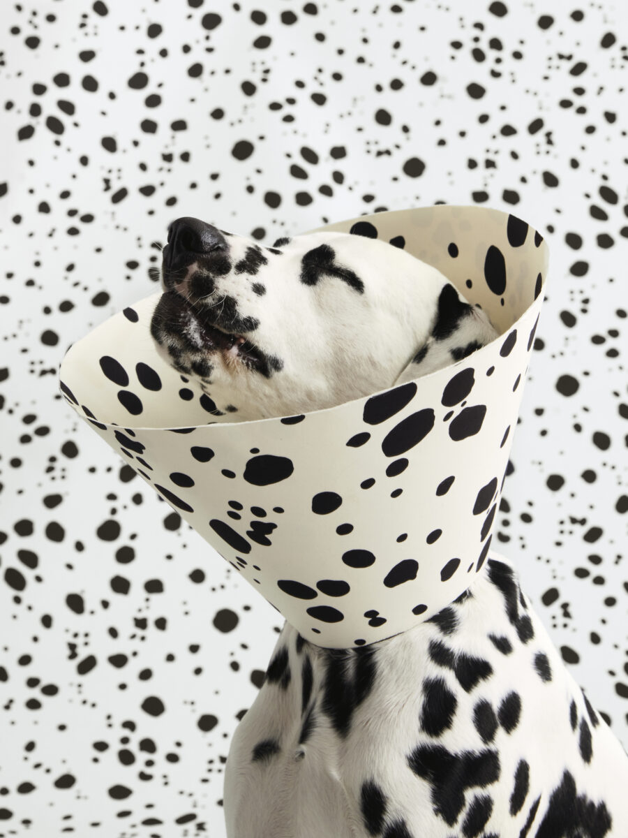 A Dalmatian wearing a decorative cone