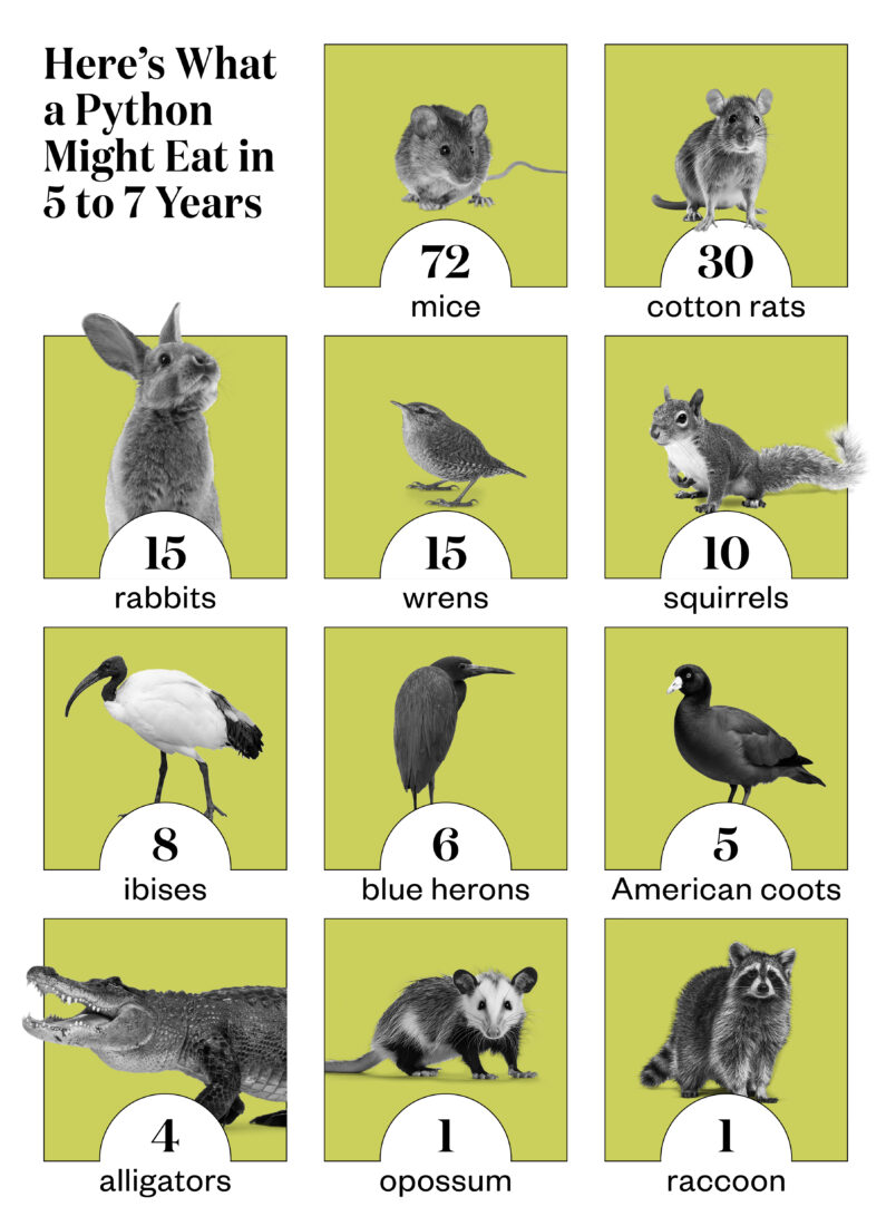 A graph of what a python may eat in a year with different animals