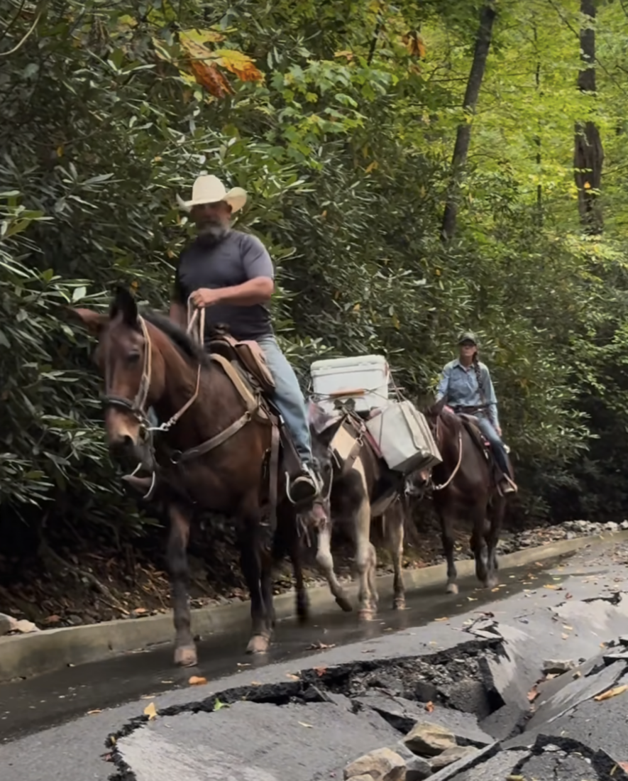 A pack of mules head up a mountain