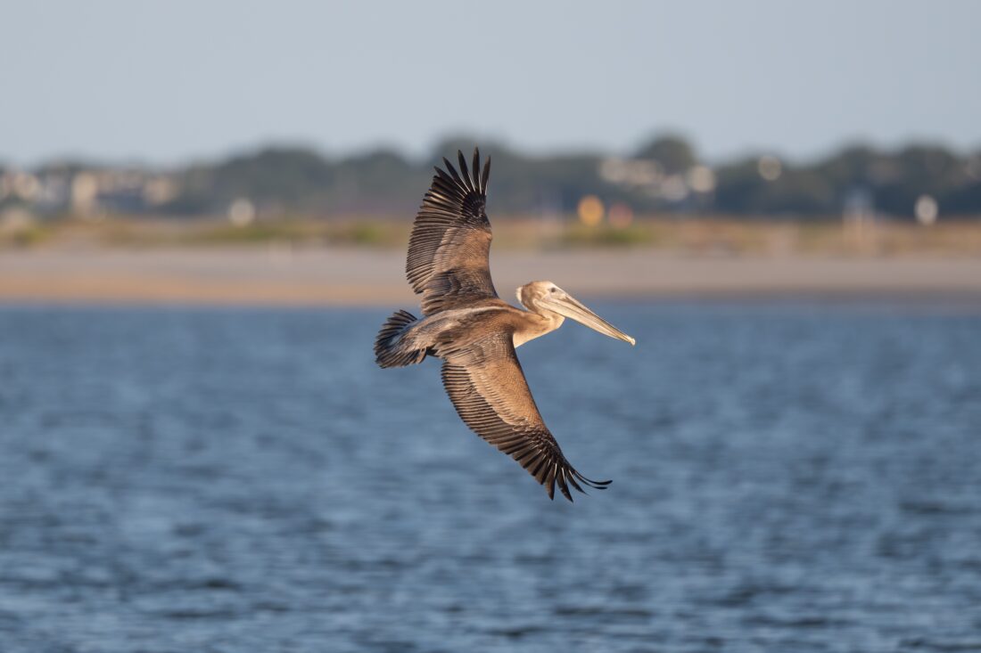 A brown pelican in flight