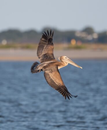 A brown pelican in flight