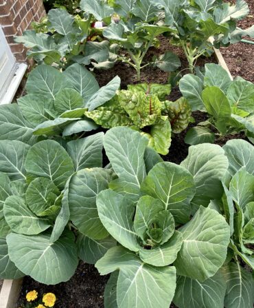 A garden with lettuces