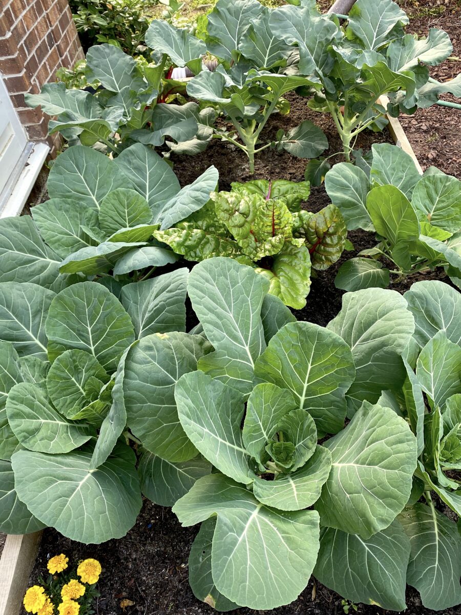 A garden with lettuces